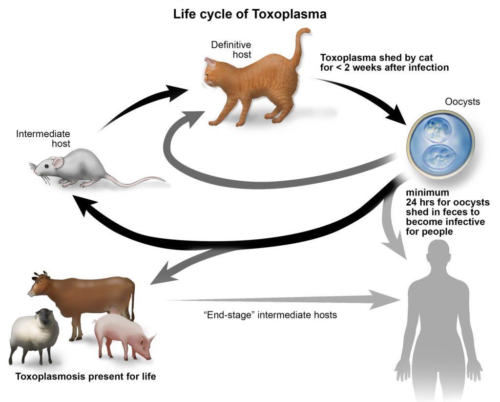 illustration of the toxoplasmosis lifecycle