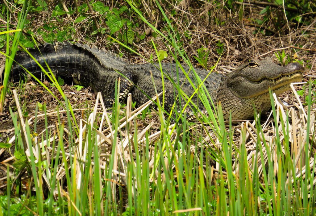 alligator in port arthur texas
