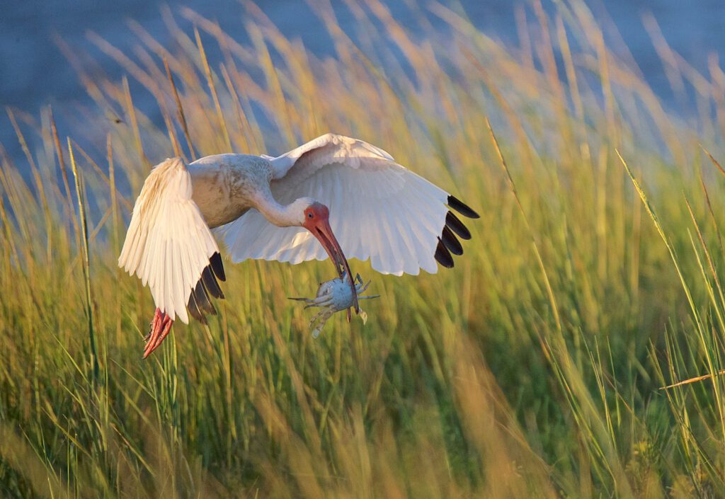 white ibis with a crab in its mouth