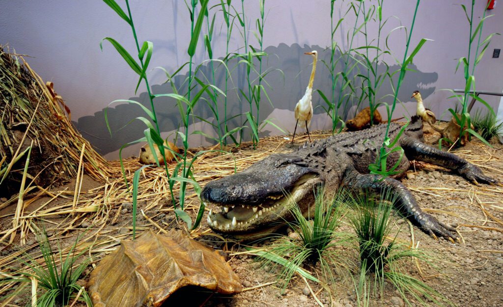 alligator exhibit in the museum of the gulf coast in port arthur texas