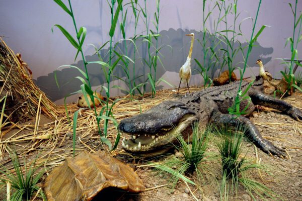 alligator exhibit in the museum of the gulf coast in port arthur texas