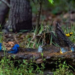 blue birds on sabine woods drip in Port Arthur