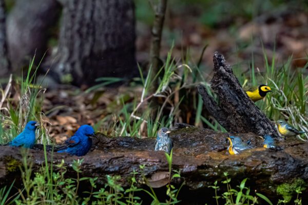 blue birds on sabine woods drip in Port Arthur