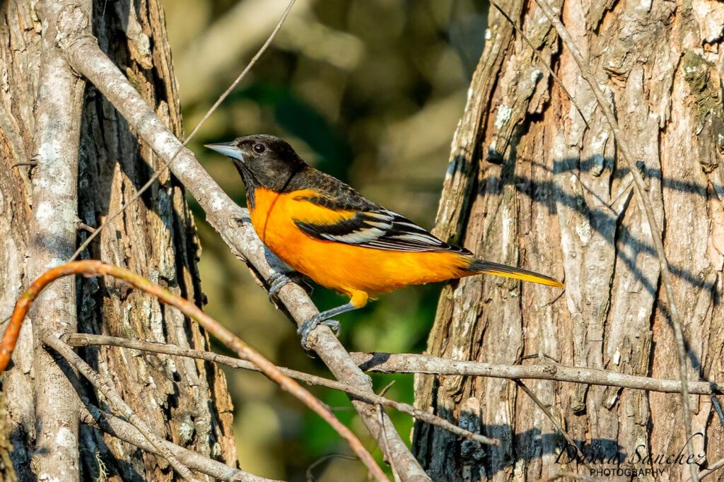 baltimore oriole at sabine woods in port arthur texas