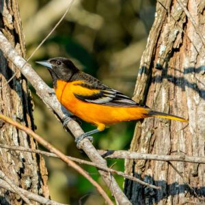 baltimore oriole at sabine woods in port arthur texas