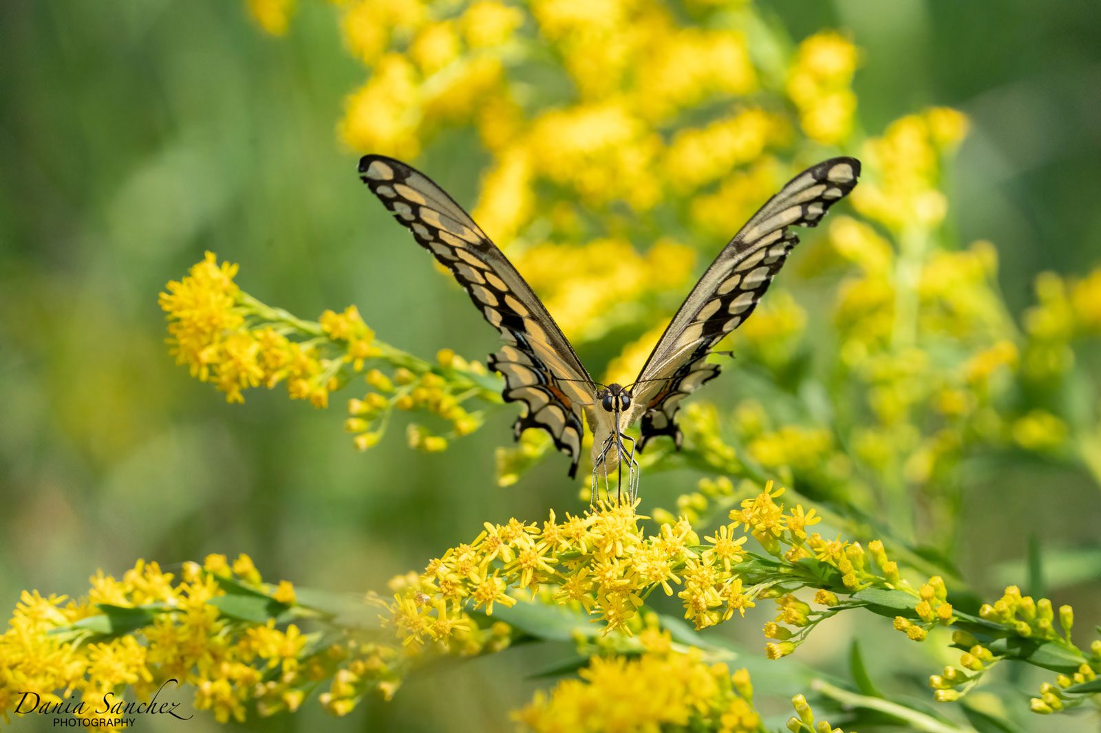 swallowtail butterfly at sabine woods in port arthur