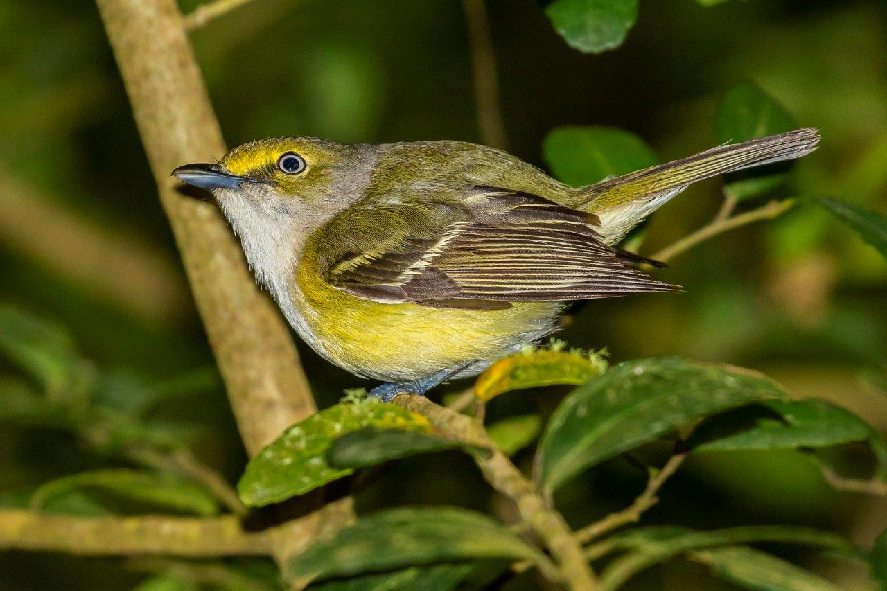 White-Eyed Vireo on a leaf at Sabine Woods in port arthur, texas