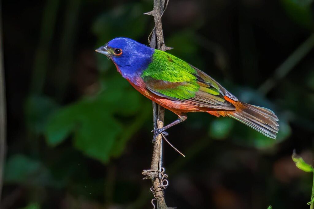 Painted bunting at Sabine Woods by Paull Gregg