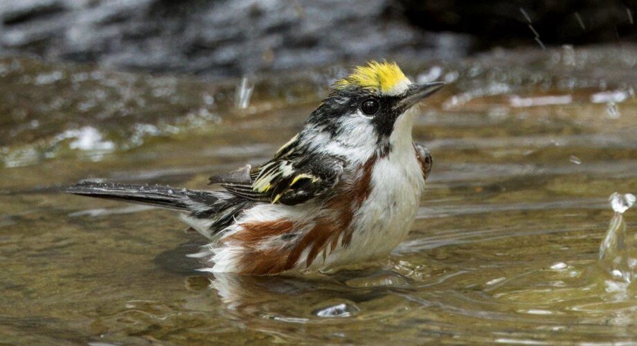 Chestnut-sided Warbler bird in water, feathers ruffled by Paul Gregg, Sabine Woods, Port Arthur Texas