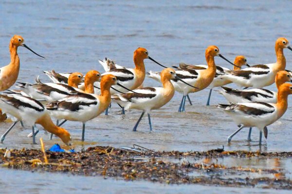 american avocets wading in the water at bolivar flats