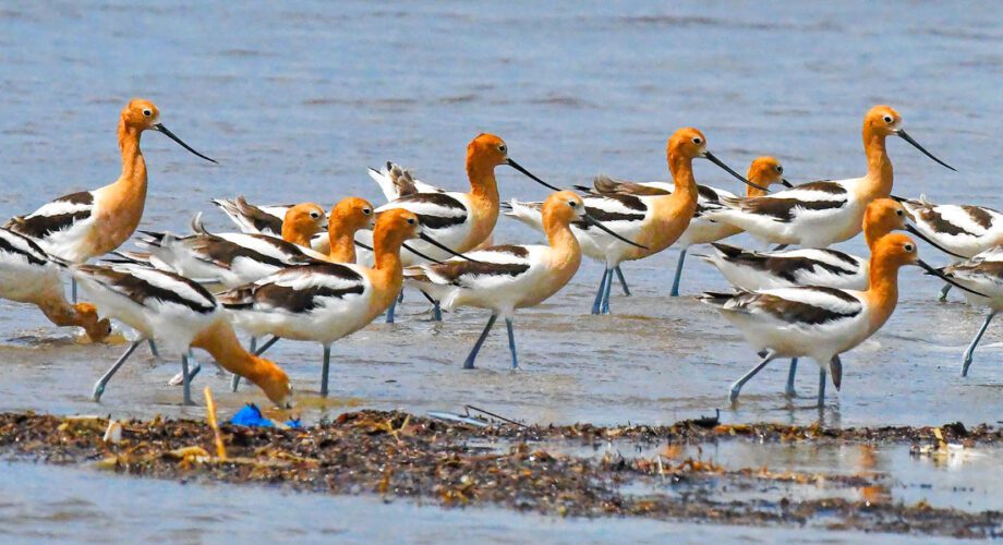 american avocets wading in the water at bolivar flats