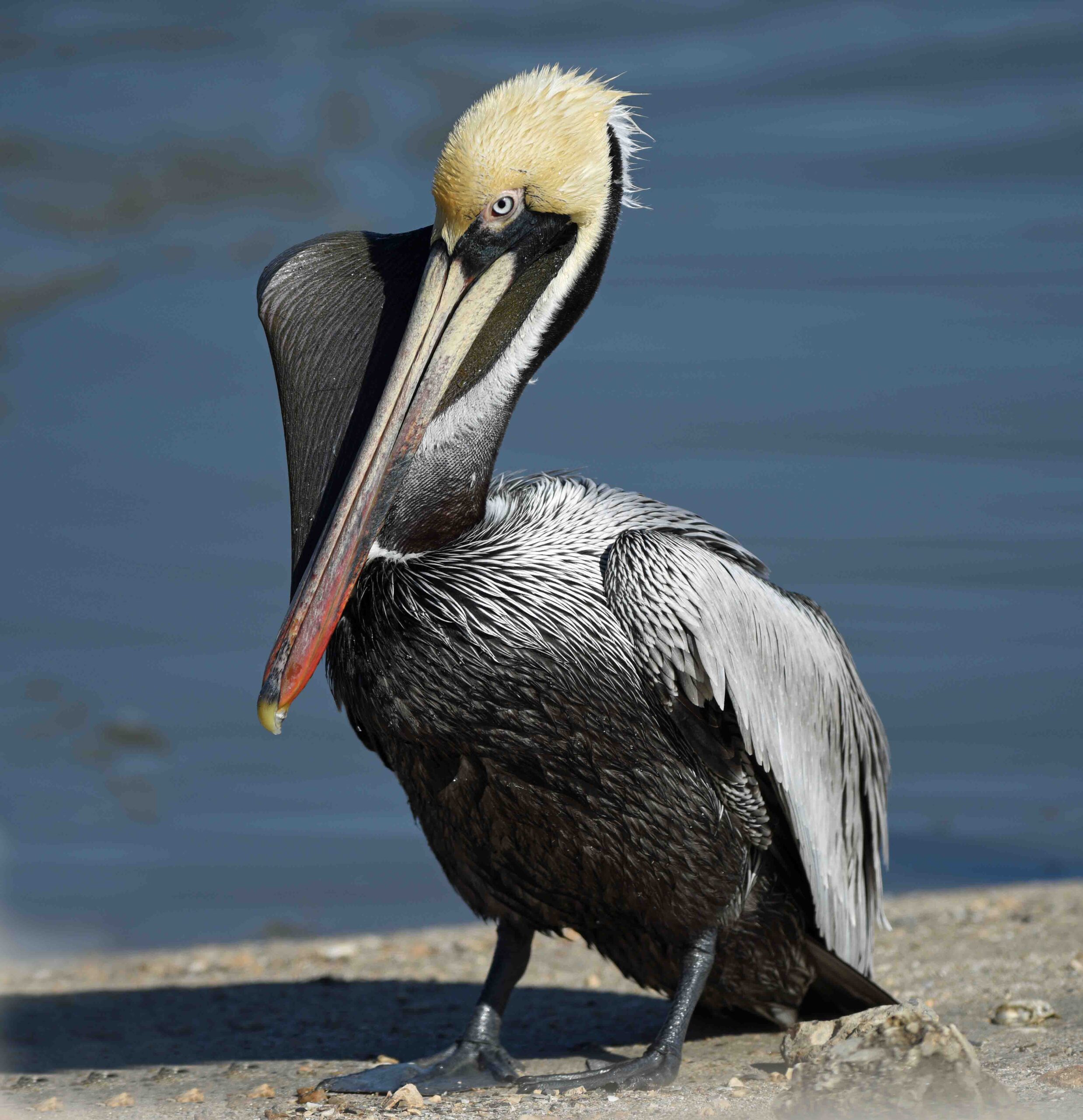 Brown Pelican faces left on concrete with water in background 