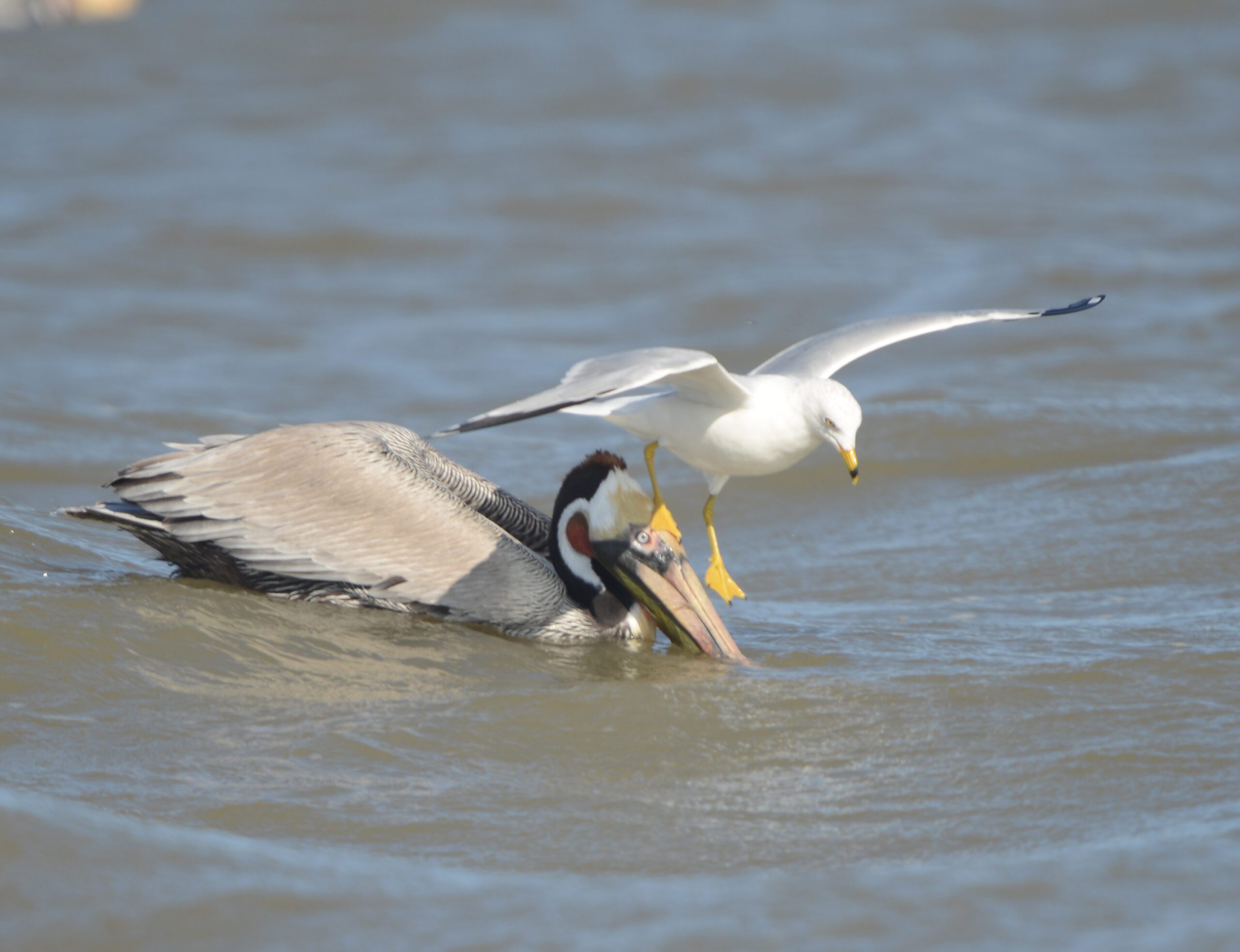 A gull steps on an American Brown Pelican by Jim Stephens