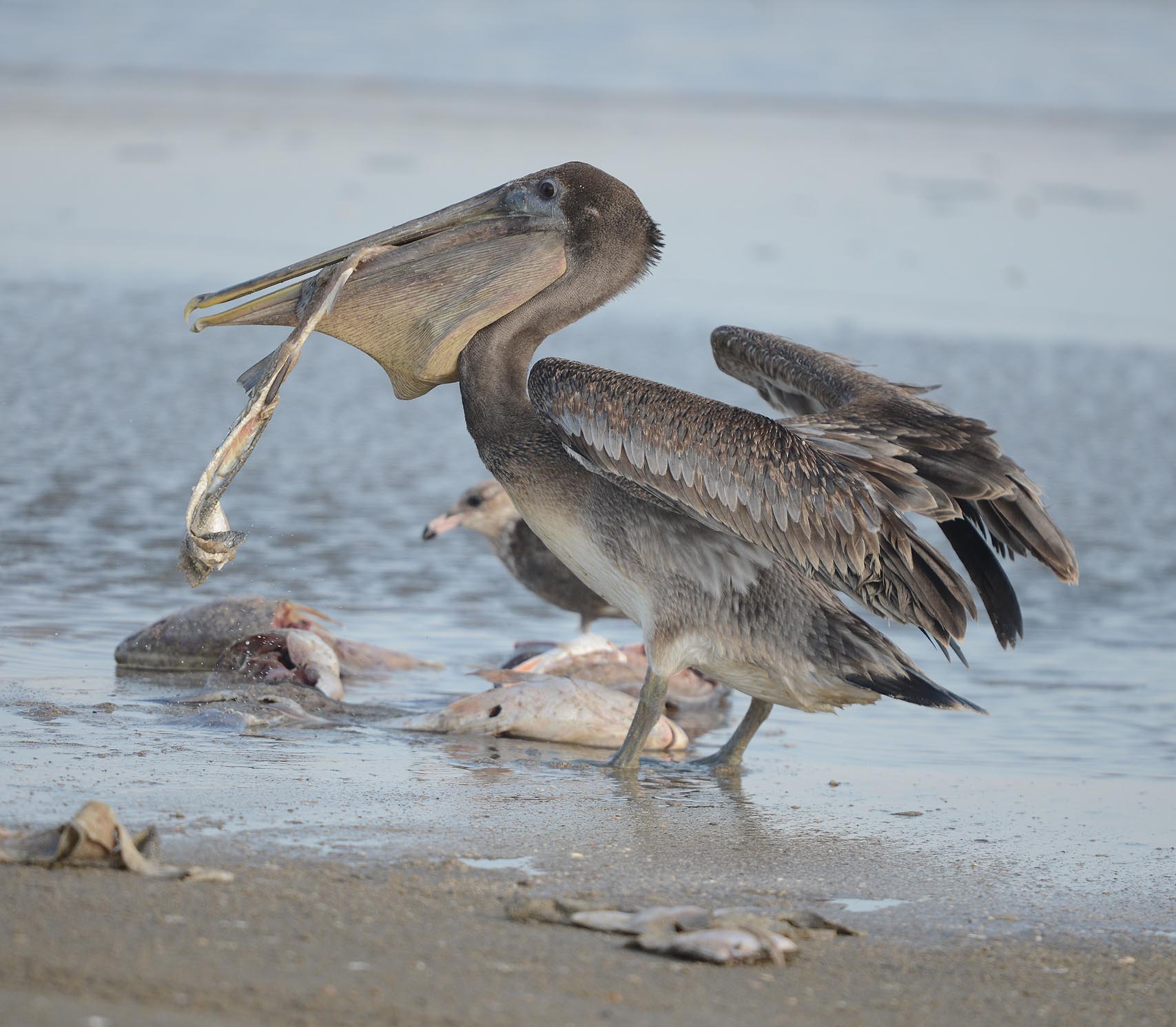 An American Brown Pelican faces left and eats fish on beach by Jim Stephens.