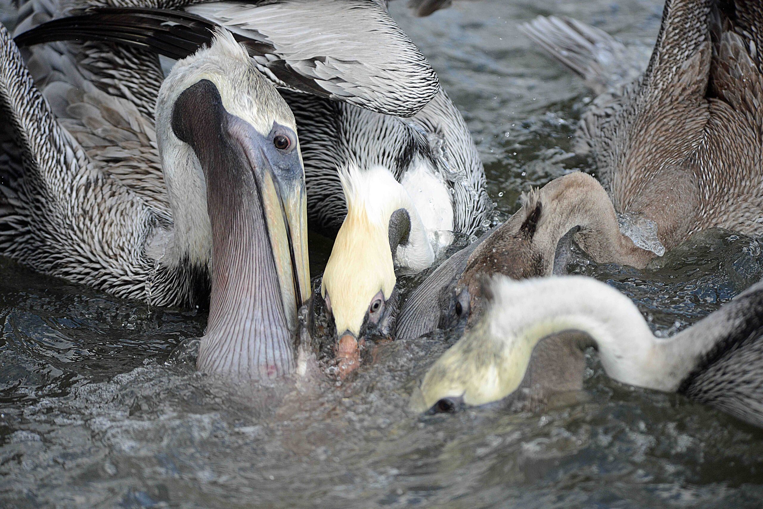 Four American Brown Pelicans dipping together in the water, by Jim Stephens