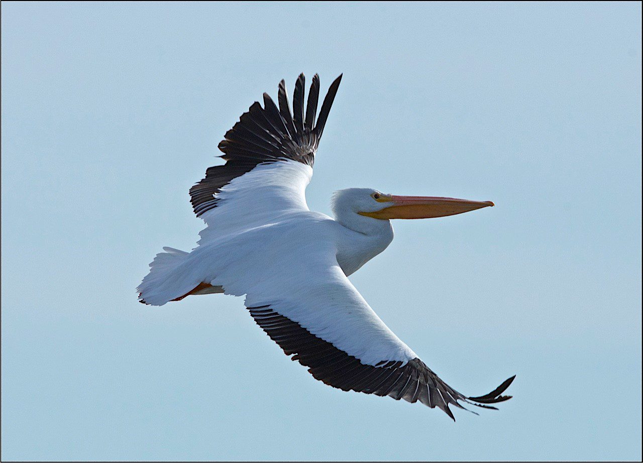 White Pelican flying in cloudless blue sky