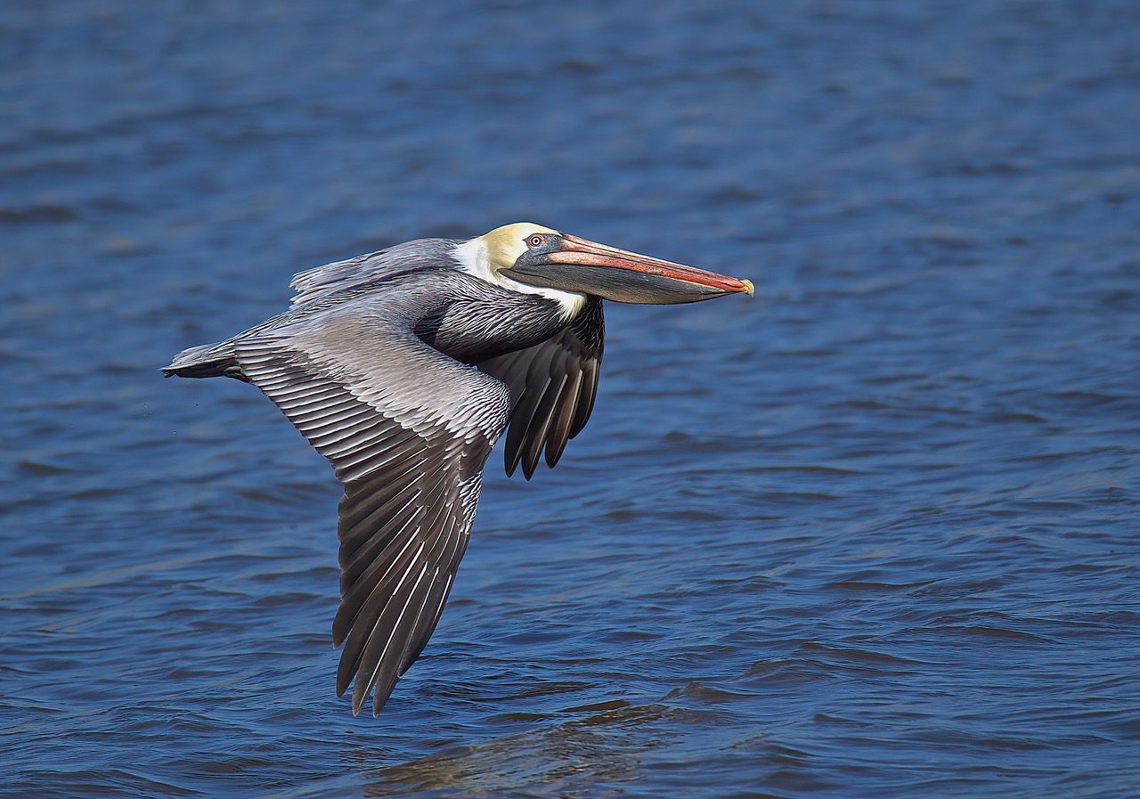 Brown Pelican in flight over water by Dana Nelson