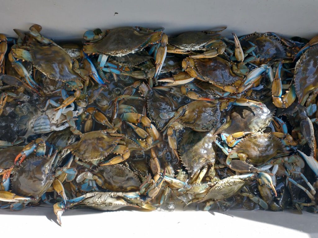 box of fresh caught crabs in port arthur texas