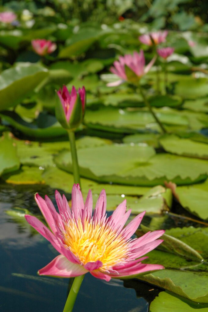 lotus pond at buu bon buddhist temple in port arthur