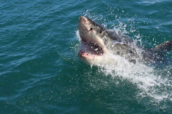 great white shark photo by alex steyn