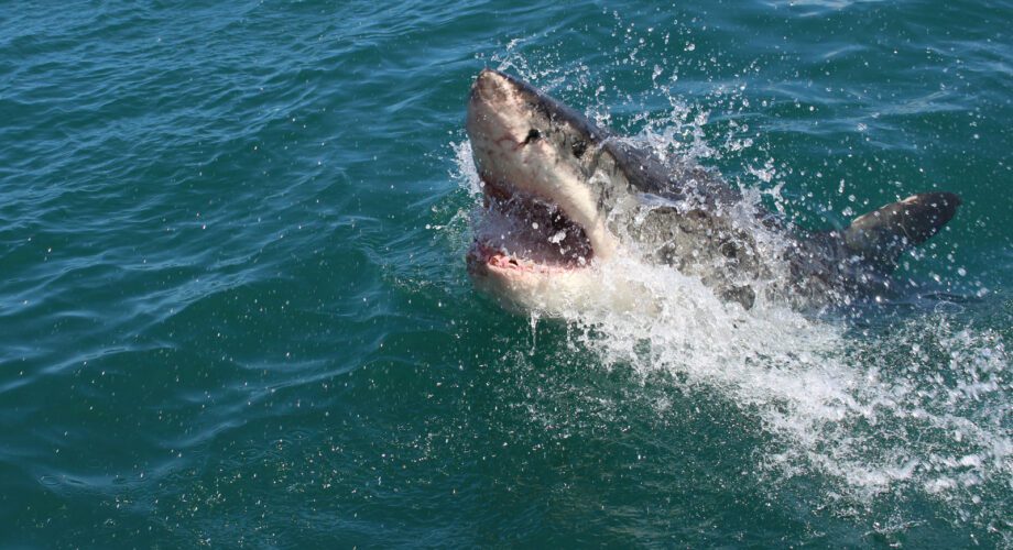 great white shark photo by alex steyn