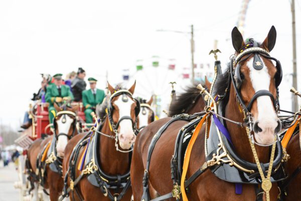 budwiser clydsdale at mardi gras port arthur